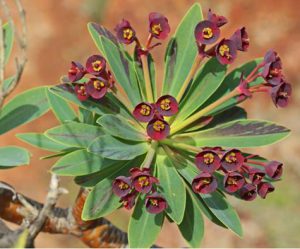 Euphorbia