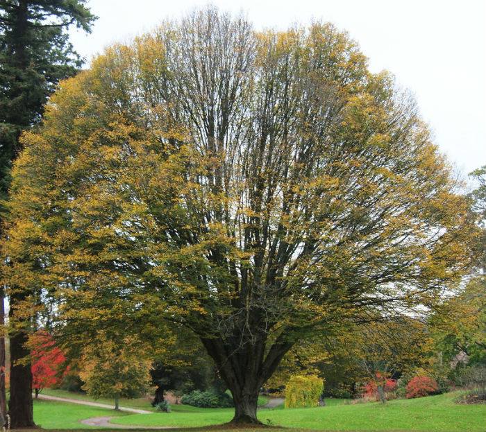 European Hornbeam