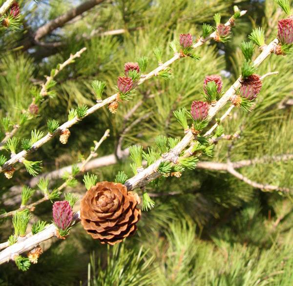 European Larch