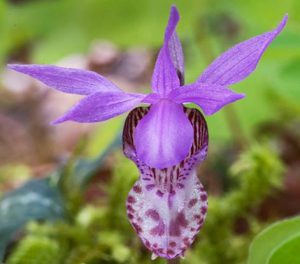 Fairy Slipper Orchid