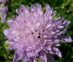 Field Scabious