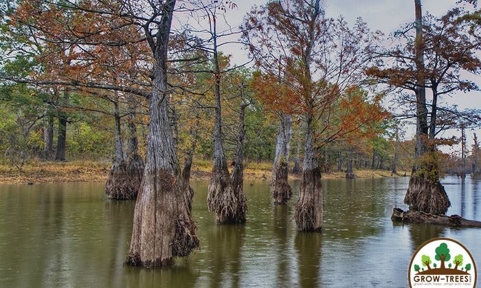 Flooded forest
