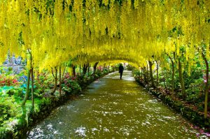 Flowering Tree Tunnel