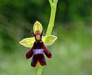 Fly Orchid