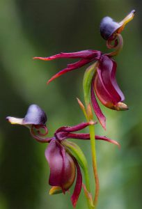 Flying Duck Orchid