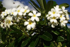 Frangipani