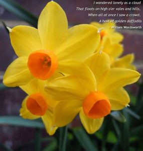 French Daffodil flowers