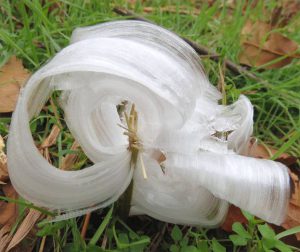 Frost Flower