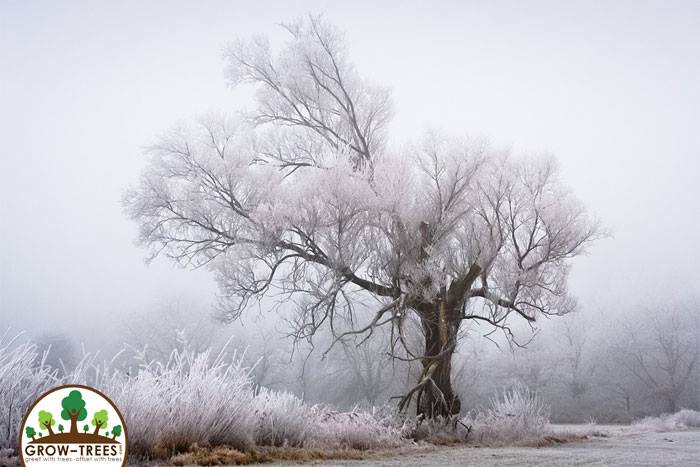 Frosty trees