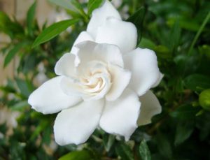 Gardenia