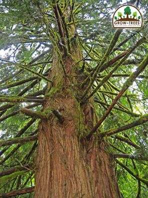 Giant Cedar
