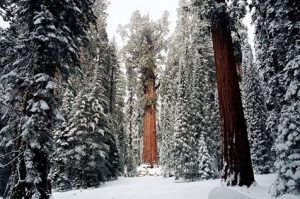 Giant Sequoia