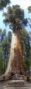 Giant Sequoias