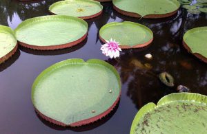 Giant Water Lily