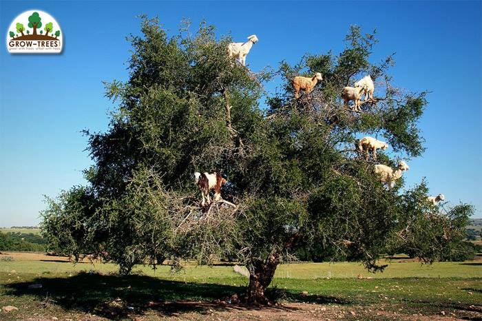 Goats On A Tree!