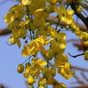 Golden Shower tree