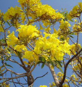Golden Trumpet Tree