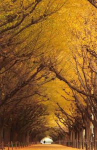 Golden ginkgo trees
