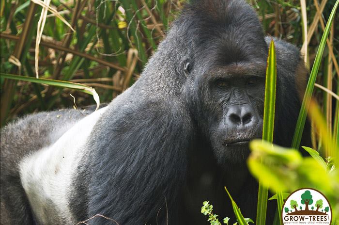 Grauer''''''''s Gorilla