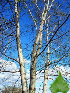 Gray Birch