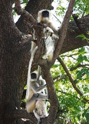 Gray langurs
