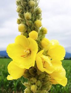 Great mullein
