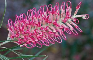 Grevillea