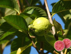 Guava