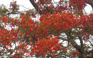 Gulmohar tree