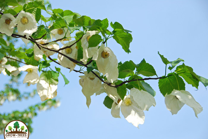 Handkerchief-Tree-2