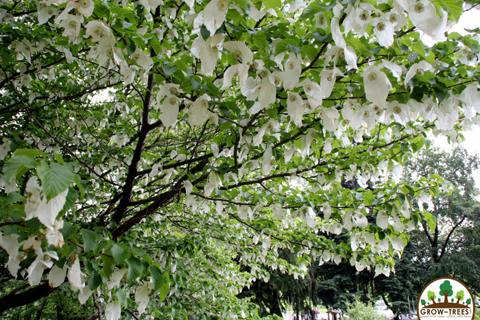 Handkerchief-Tree
