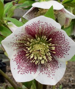 Hellebore