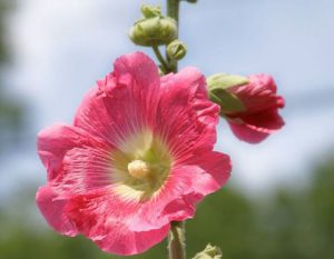 Hollyhock