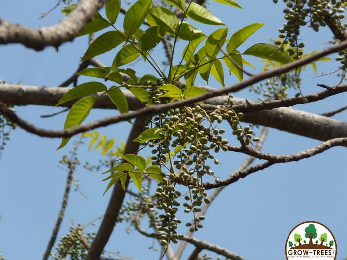 Indian Ash Tree