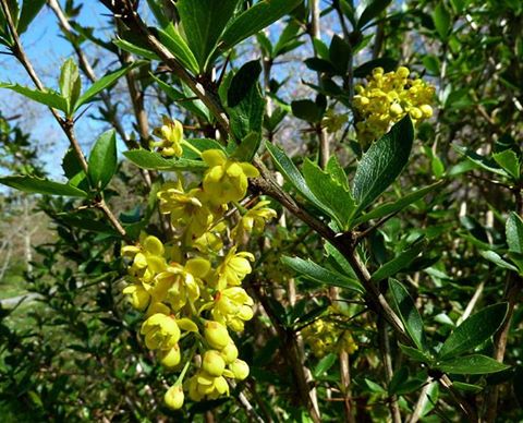 Indian Barberry