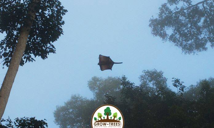 Indian Giant Flying Squirrels