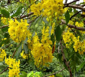 Indian Laburnum