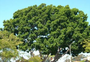 Indian Laurel Fig