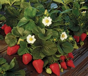Indian Strawberry