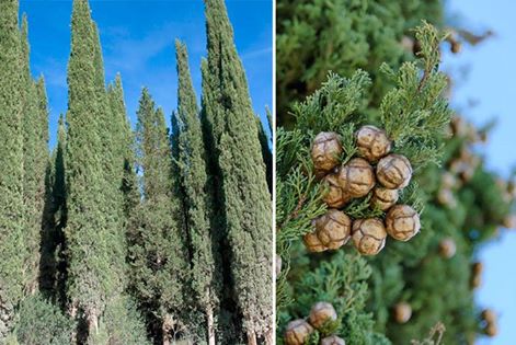 Italian Cypress