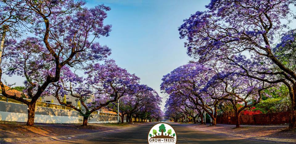 Jacaranda tree tunnel