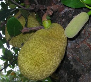 Jackfruit