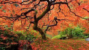 Japanese Maple tree