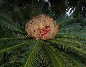Japanese Sago Palm