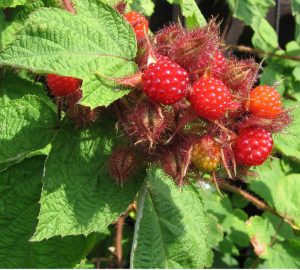 Japanese Wineberry
