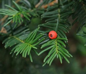 Japanese Yew