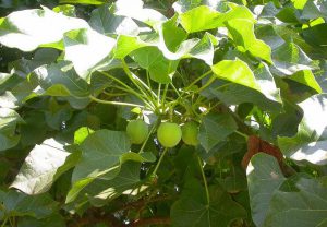 Jatropha