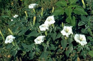 Jimson Weed