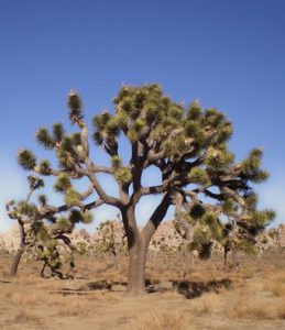 Joshua tree