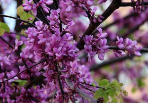 Judas tree